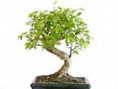 (Curso) Curso Básico de Bonsai